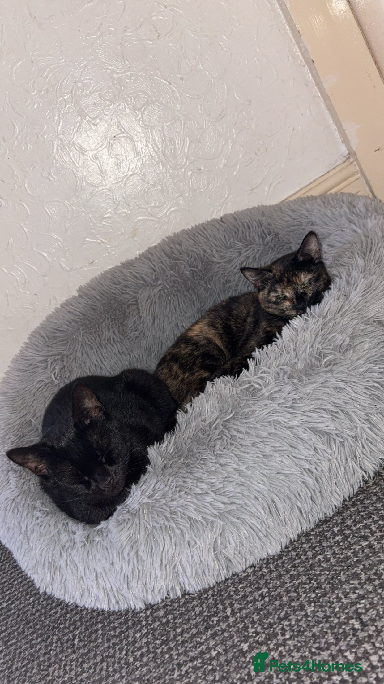 Mixed Breed cats 2 cats for sale  - Advert 21