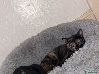 Mixed Breed cats 2 cats for sale - Advert 1