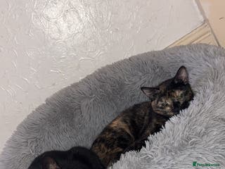 Mixed Breed cats 2 cats for sale - Advert 21