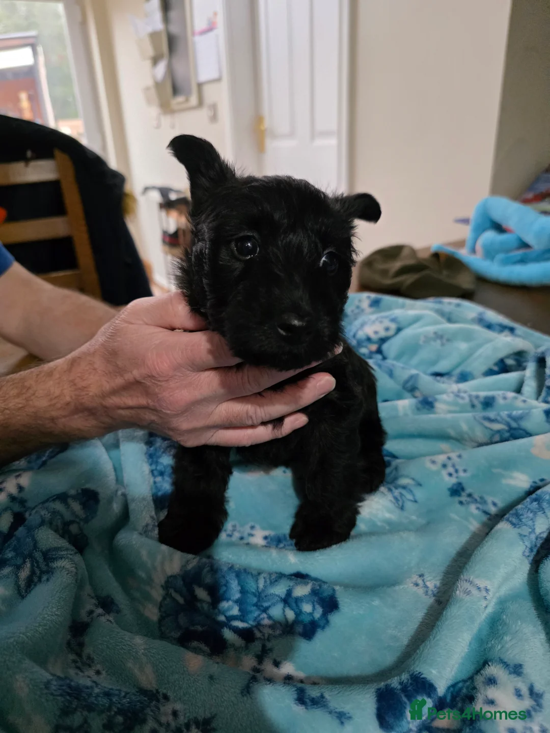 Mixed Breed dogs for sale: Scoland terrier  - Advert 5