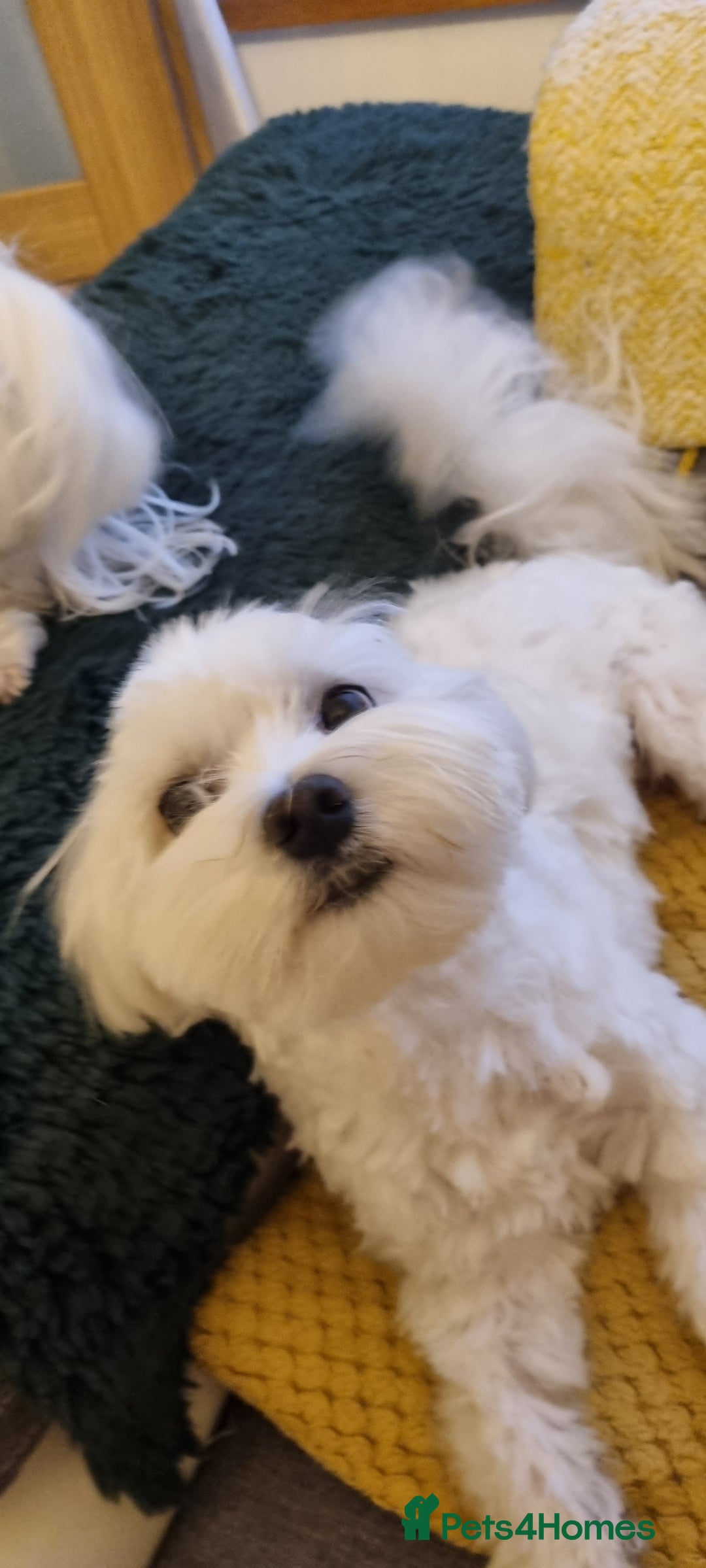 Maltese dogs for stud: Maltese for STUD - Advert 2