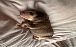 Cockapoo dogs for sale: Beautiful Cockerpoo puppies - Image 18