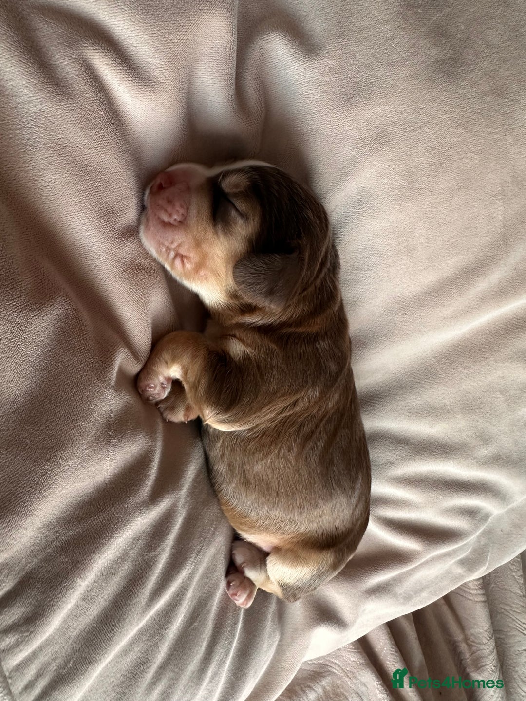 Cockapoo dogs for sale: Beautiful Cockerpoo puppies - Image 18