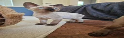 Devon Rex cats for sale: Adorable Devon Rex Kittens 💕 - Advert 9