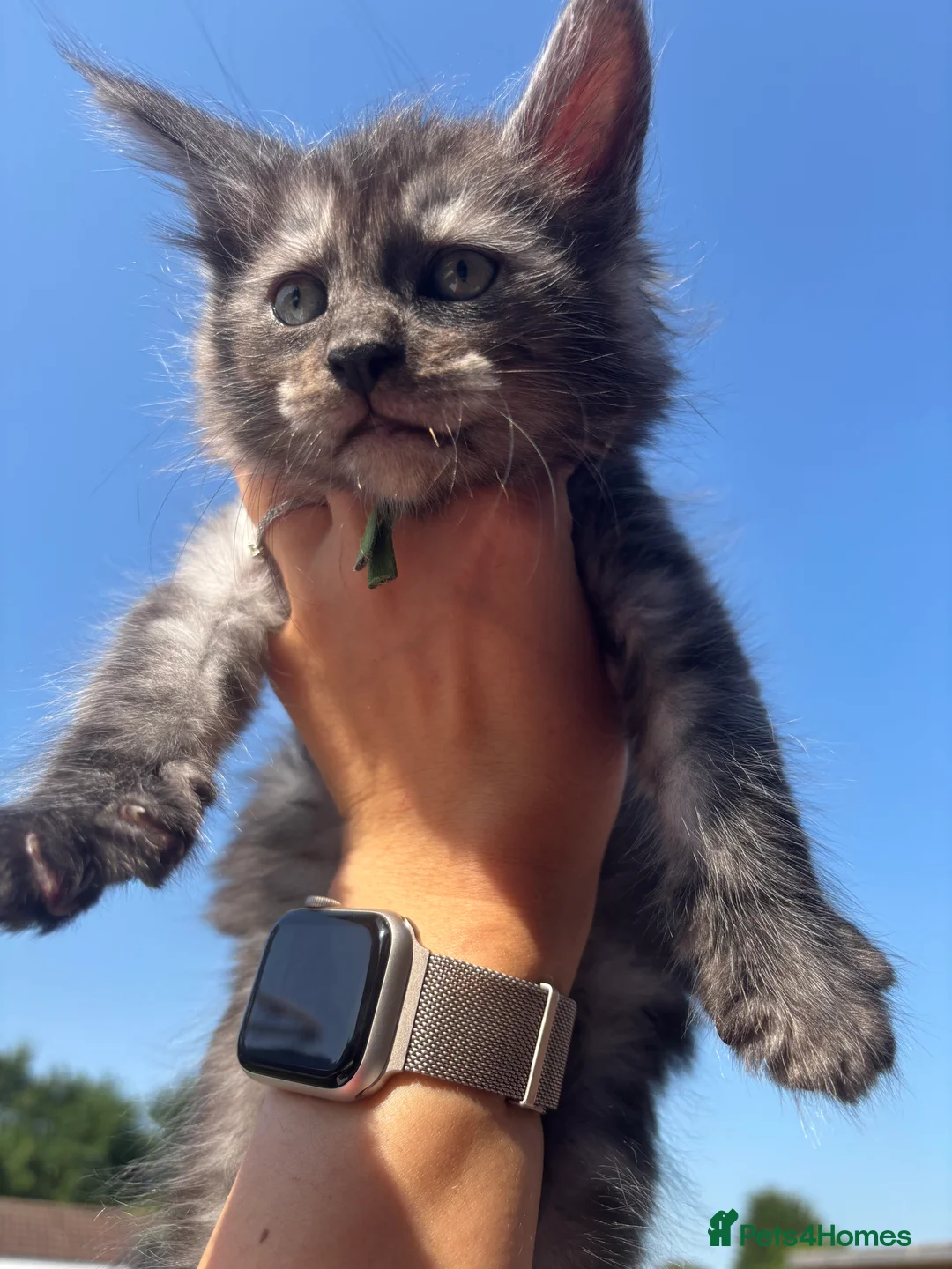 Maine Coon cats for sale: 🐾 Exceptional TICA Registered Maine Coons 🐾 - Advert 2