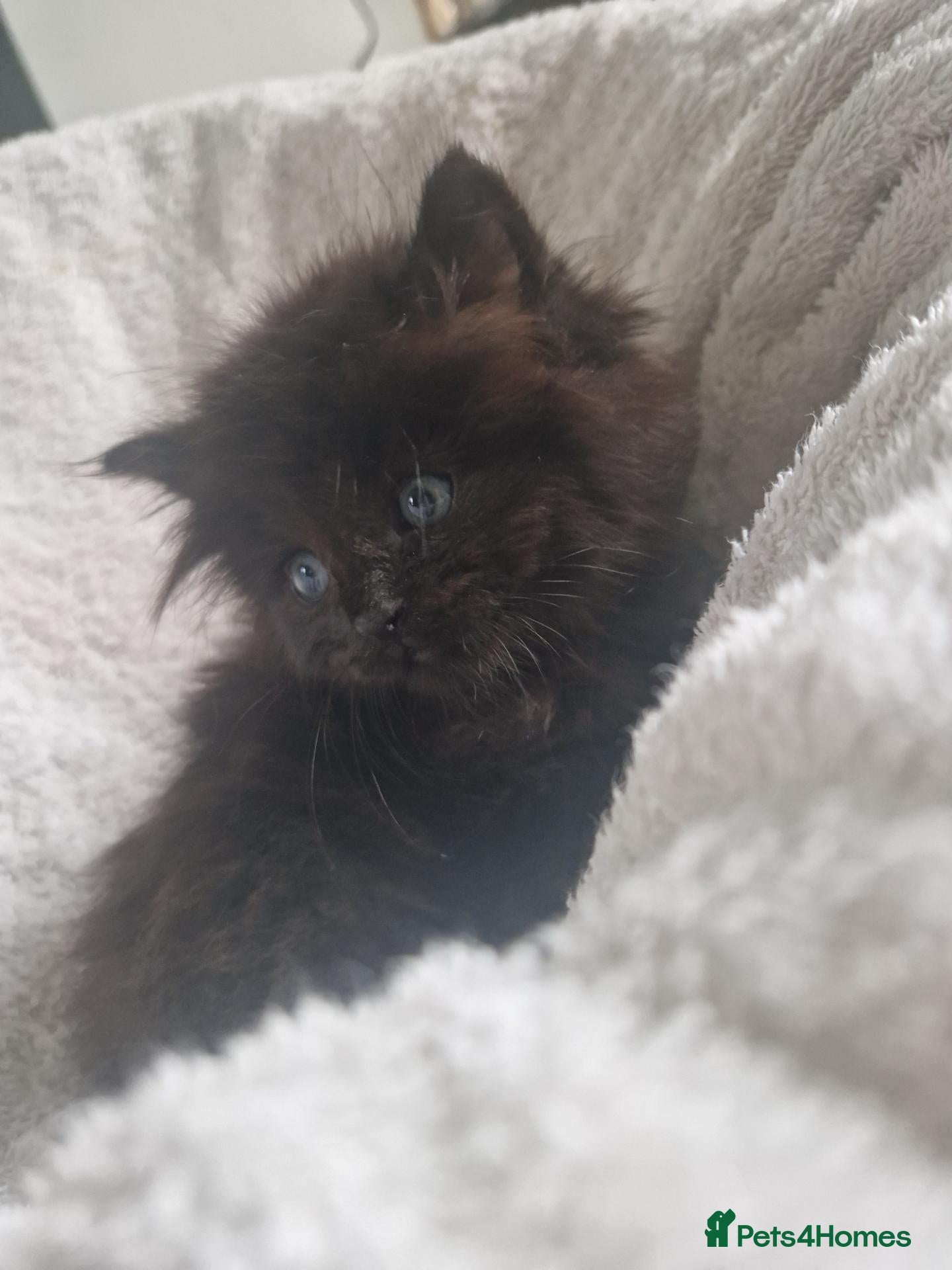 Mixed Breed cats Ragdoll x - Advert 14