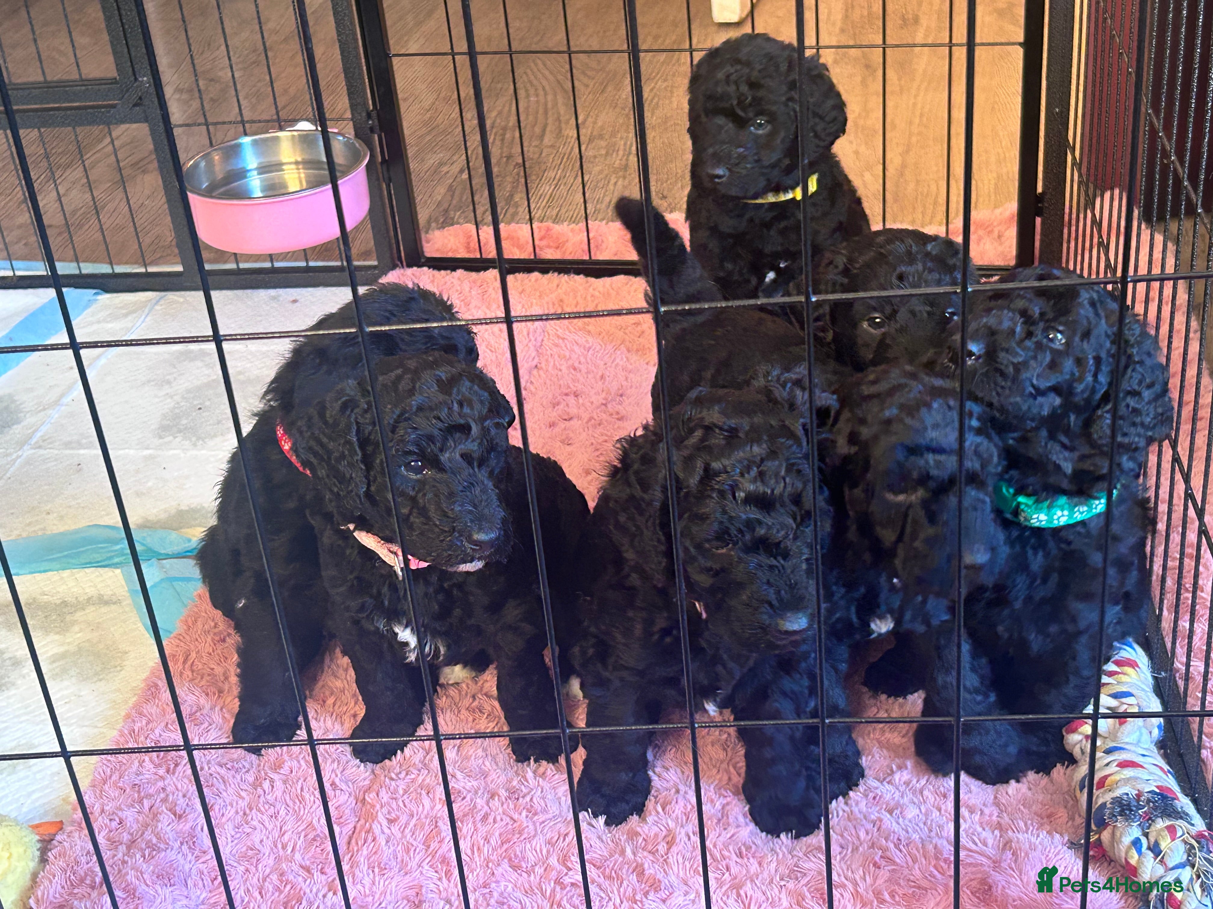 Labradoodle dogs F1B Labradoodle puppies - Advert 4
