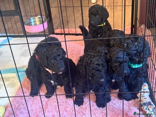 Labradoodle dogs F1B Labradoodle puppies - Advert 1