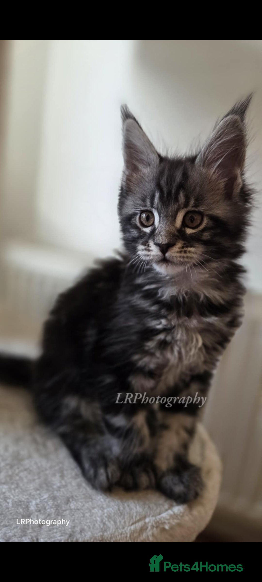 Maine Coon cats for sale: TICA REGISTERED MAINE COONS - Advert 4