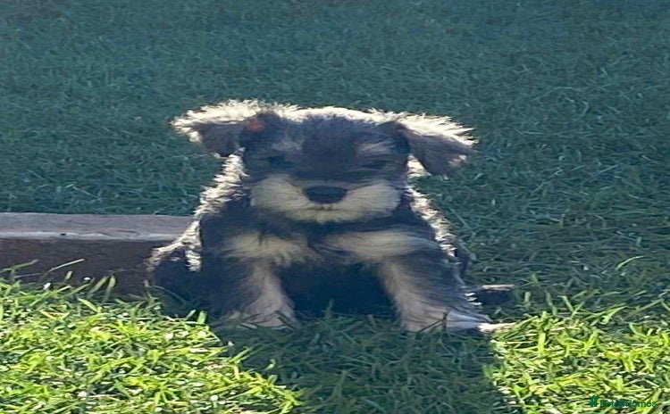 Miniature Schnauzer dogs - Advert 4