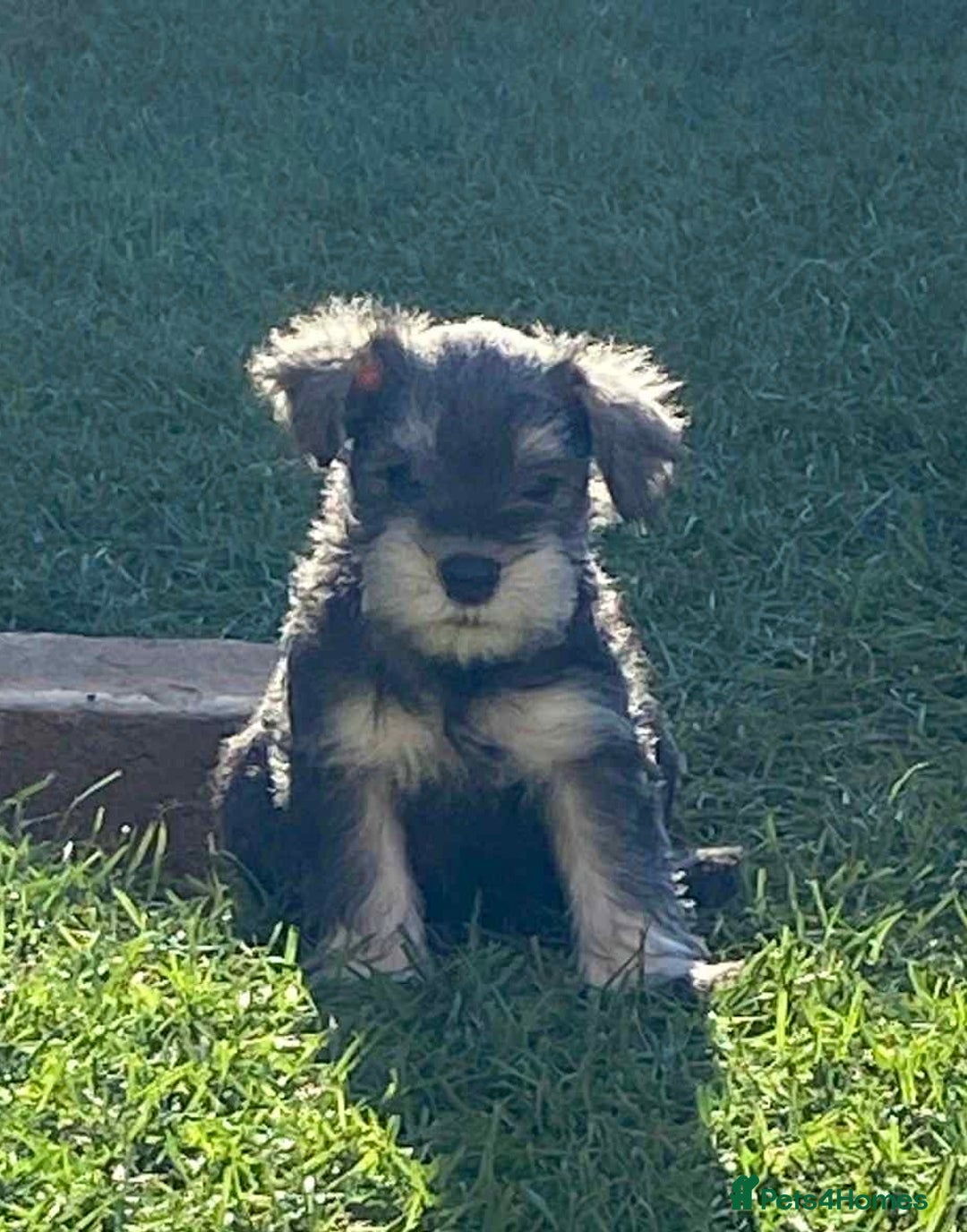 Miniature Schnauzer dogs for sale: 6 adorable Miniature schnauzer puppies  - Image 1