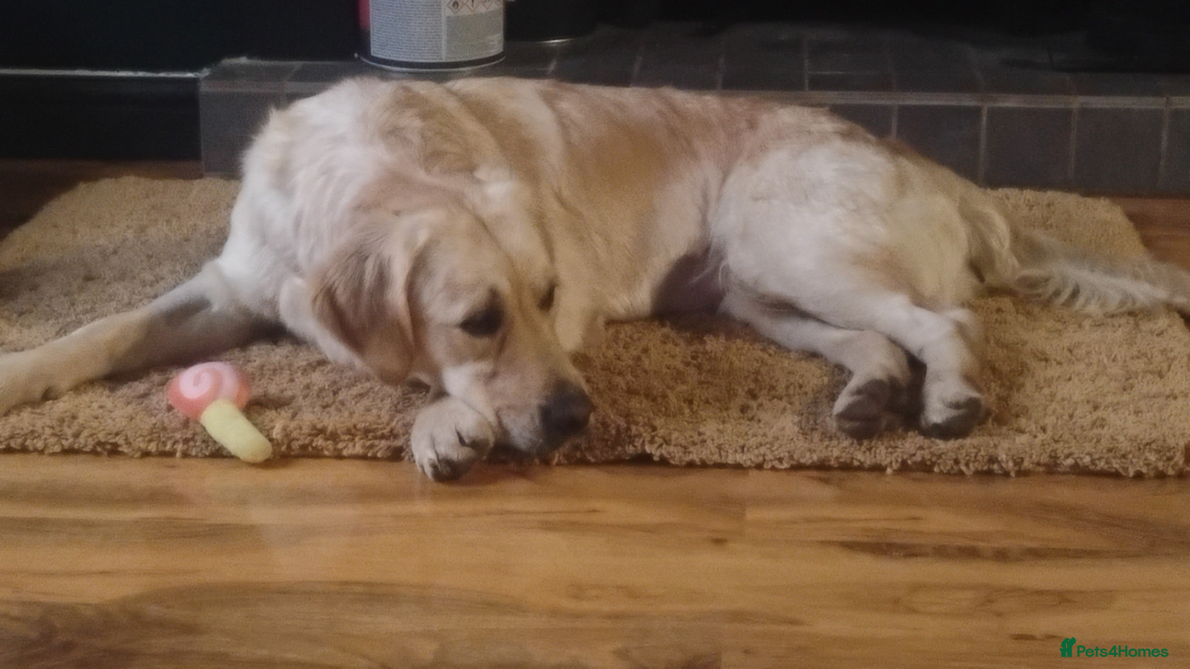 Golden Retriever dogs KC Registered golden retriever spayed female  - Advert 3