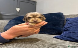 Dachshund dogs for sale: Longhaired miniature daschunds for sale - Image 16