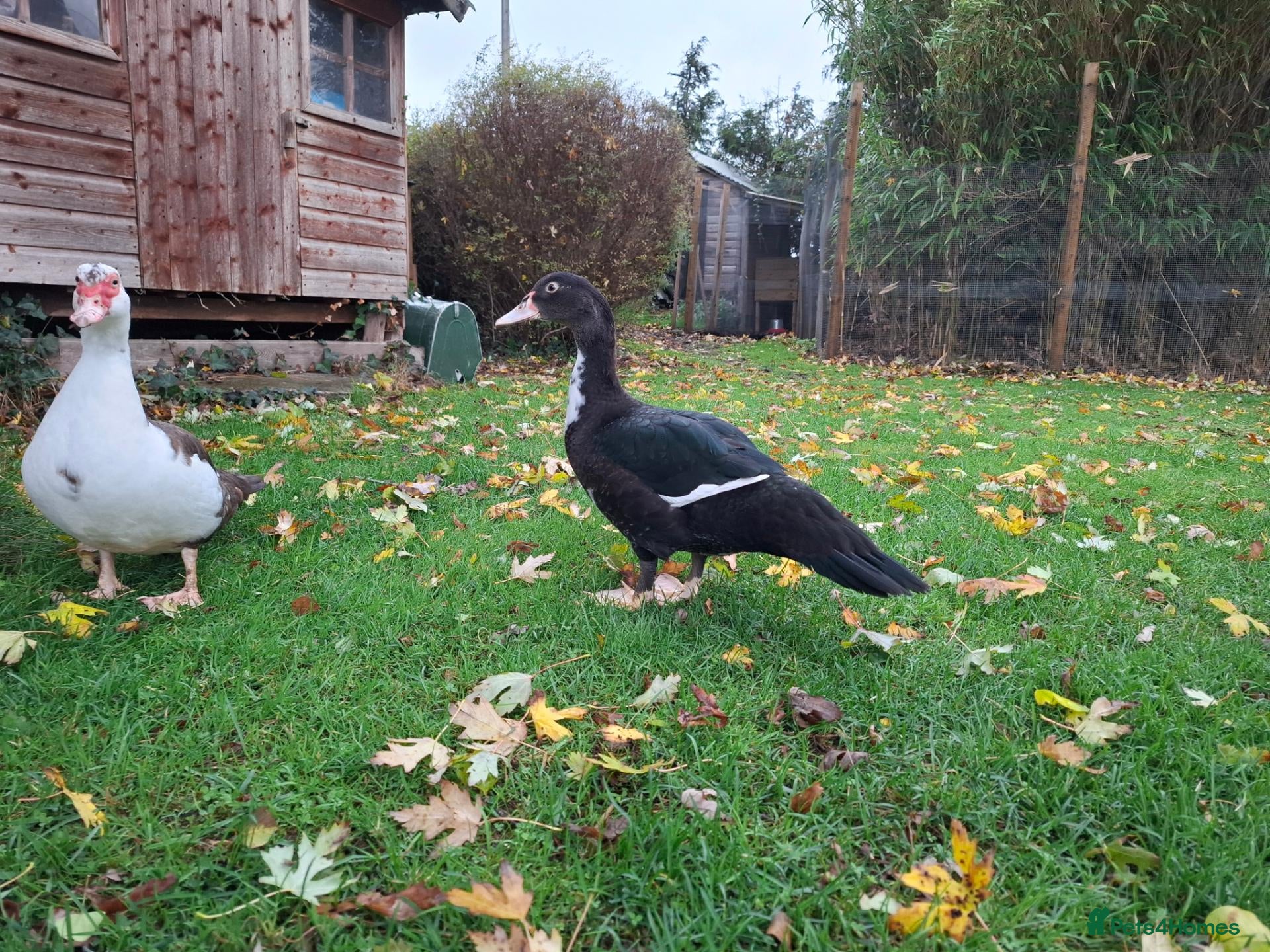 Ducks poultry for sale: Muscovy drake for sale - Advert 1