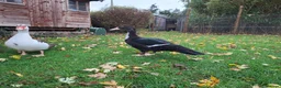 Ducks poultry for sale: Muscovy drake for sale - Advert 1