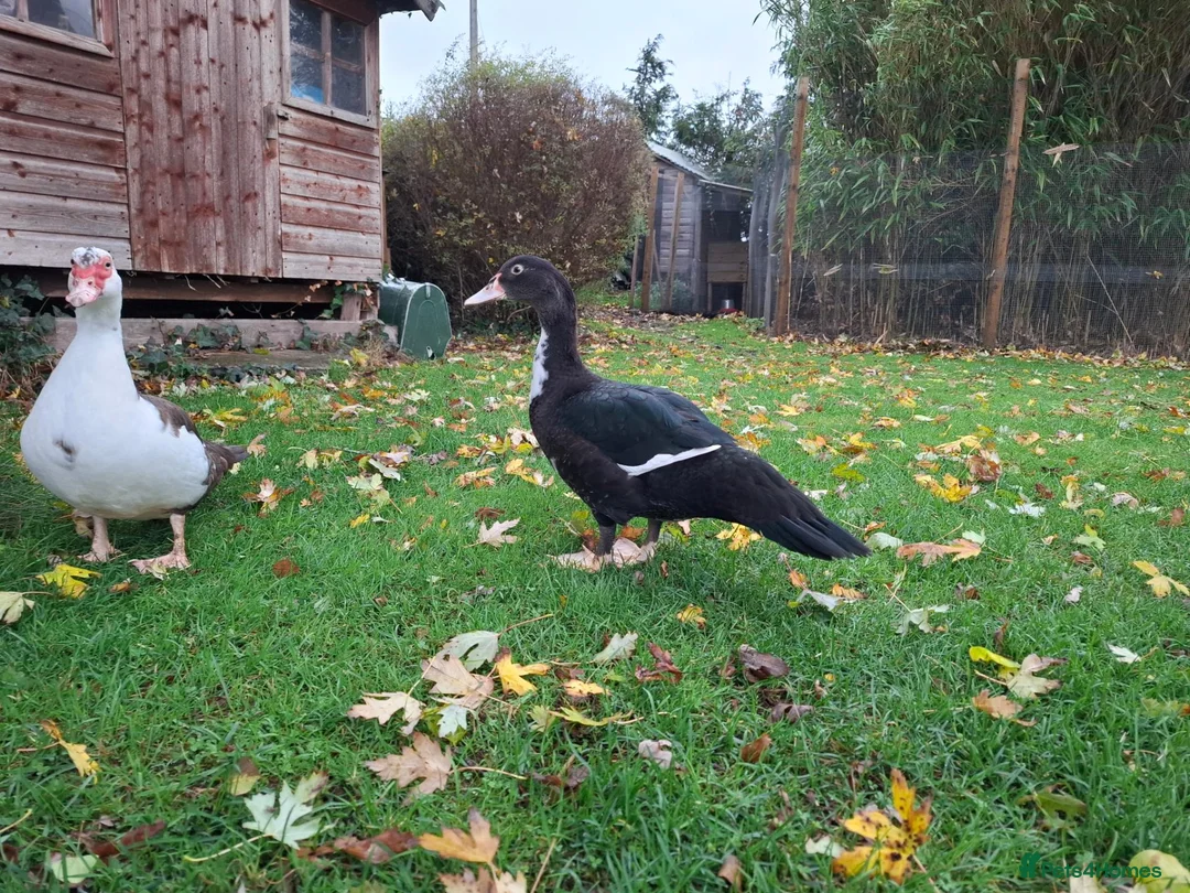 Ducks poultry for sale: Muscovy drake for sale - Advert 1
