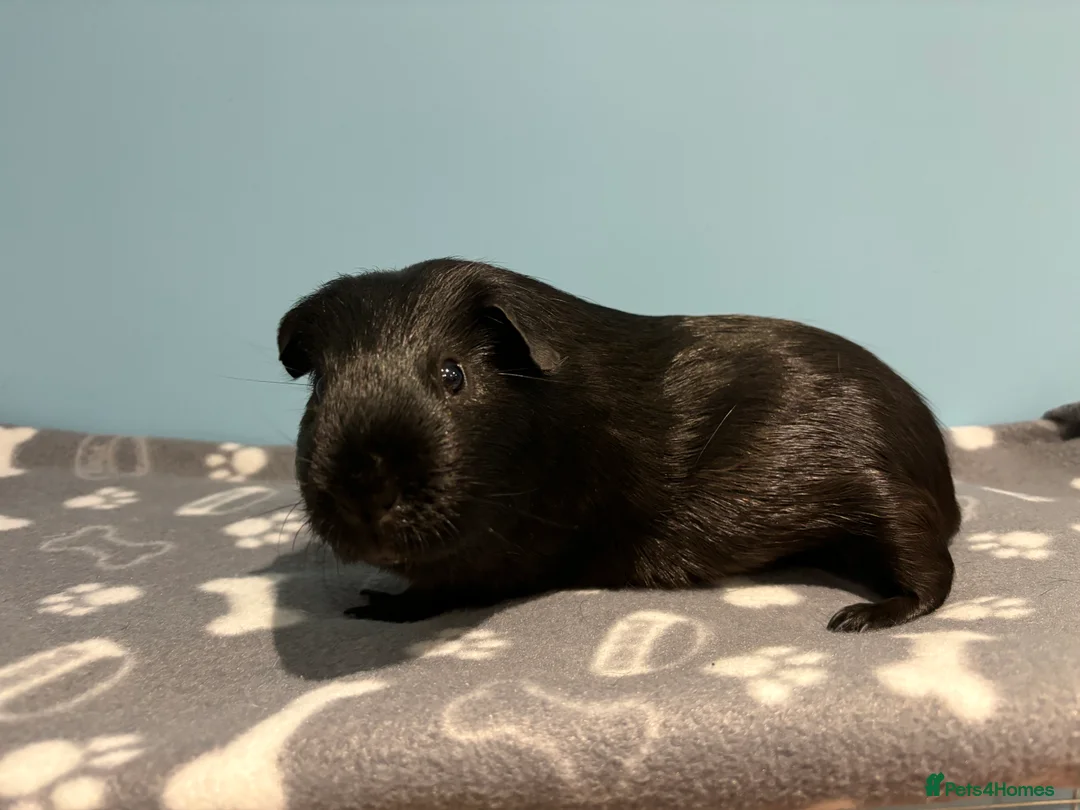 Guinea Pig rodents for sale: All Black Male Guinea Pig for sale - Advert 2
