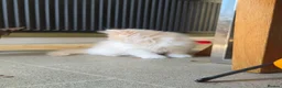 British Longhair cats for sale: Stunning boy - Advert 7