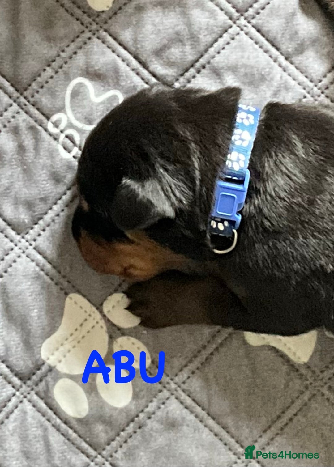 Rottweiler dogs for sale: Family bred and loved Rottweiller puppies - Image 5
