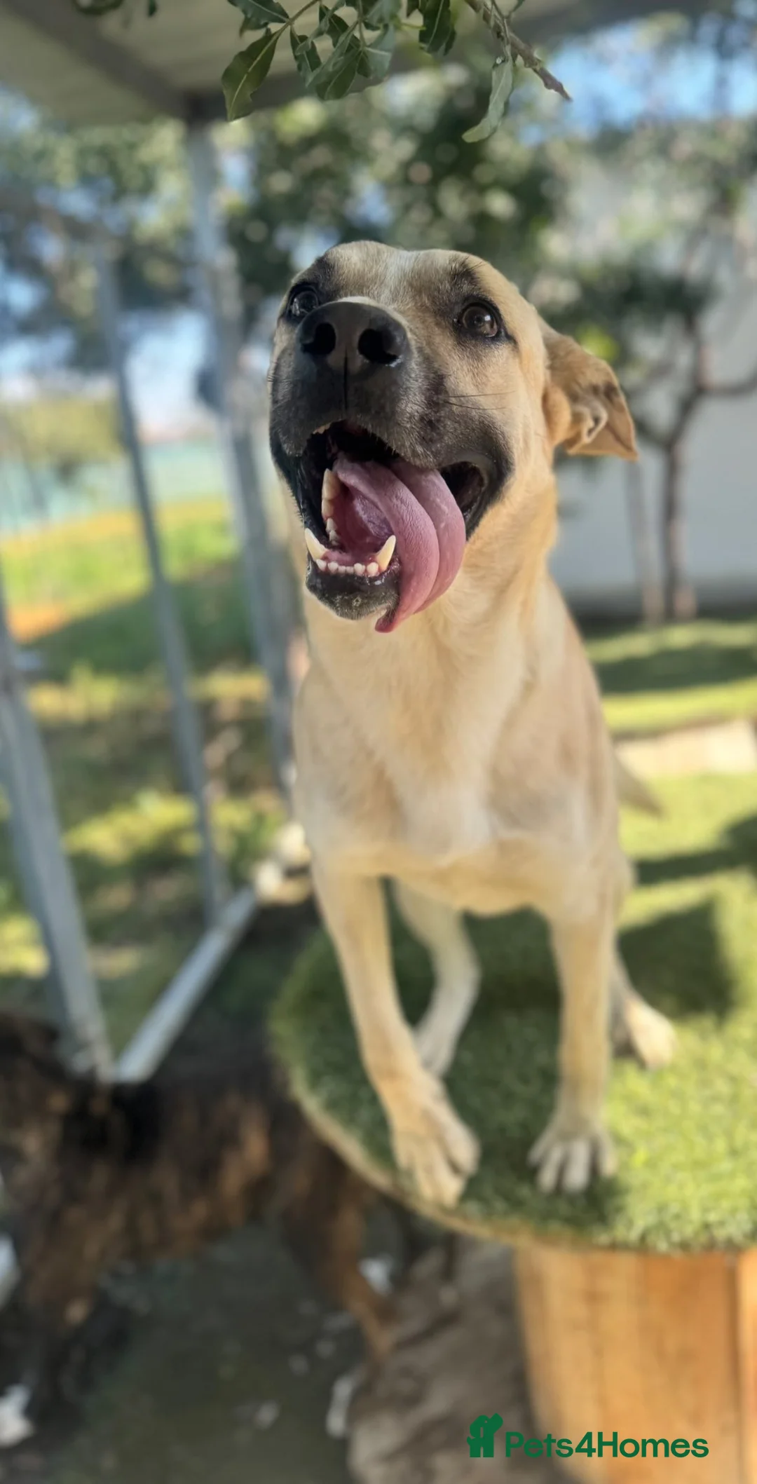 Mixed Breed dogs for adoption: COOPER - 2 Years Old, Mixed Breed Boy - Advert 10