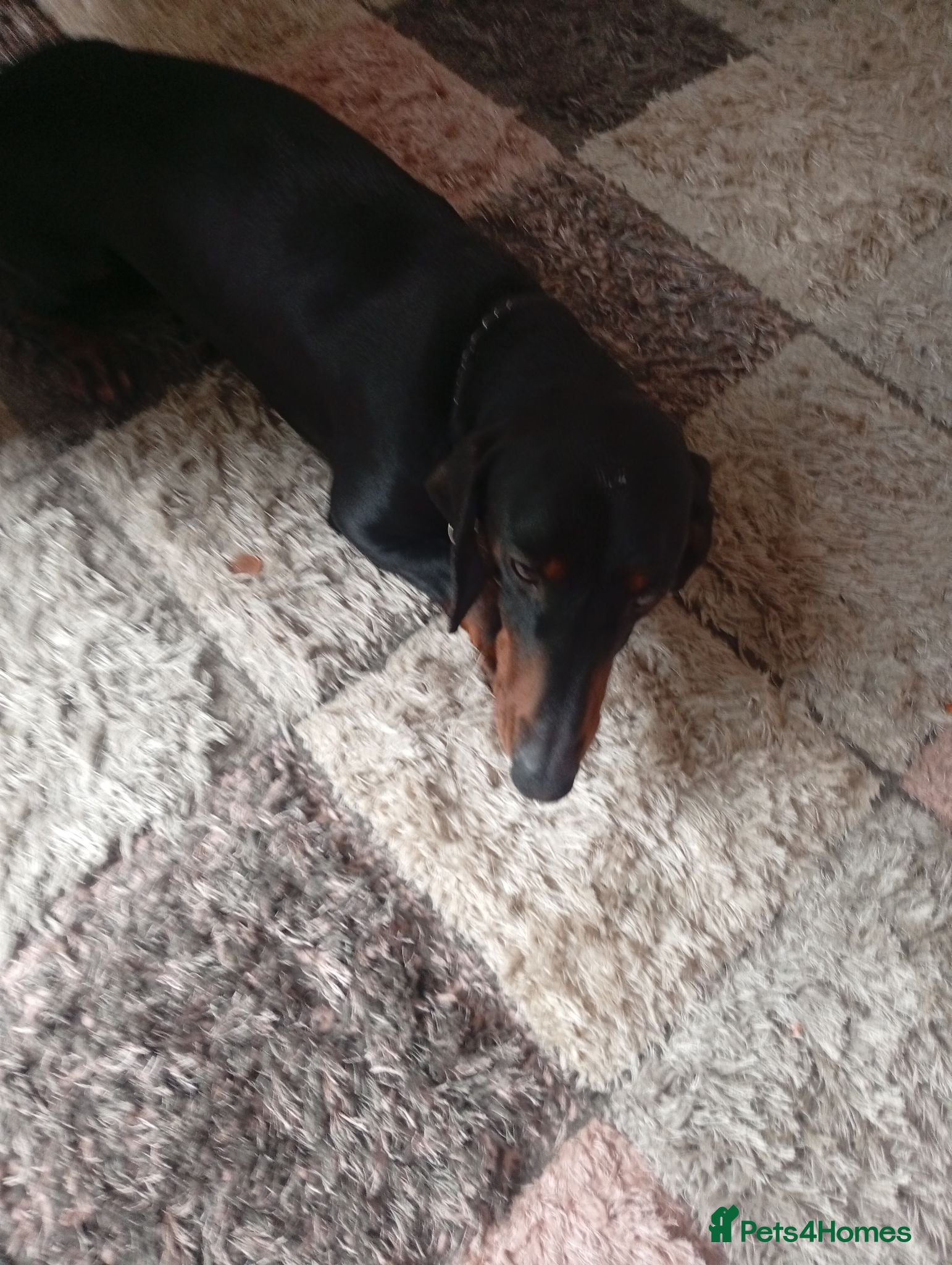Dachshund dogs Dottie - Advert 3