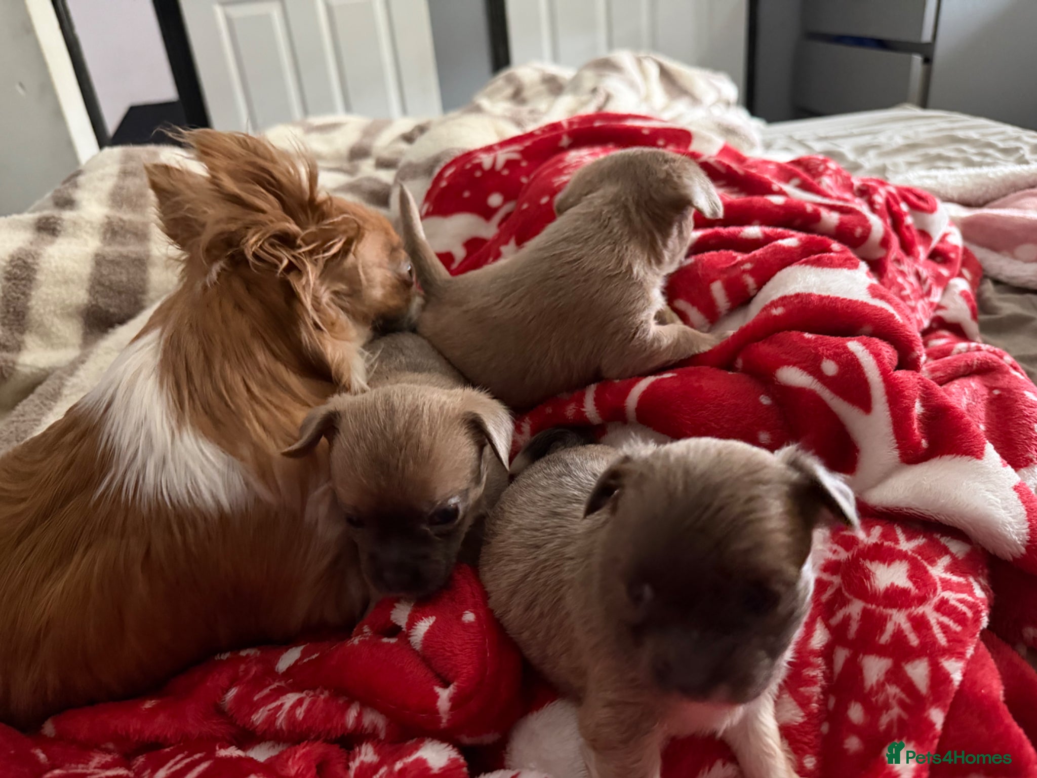 Mixed Breed dogs for sale: bulluahua Puppies  - Advert 3