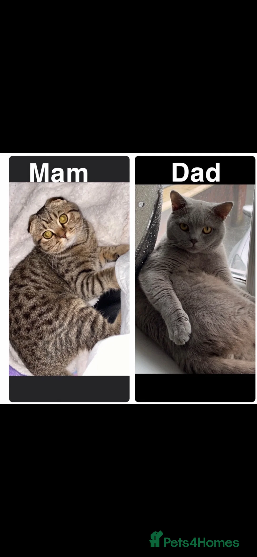 Scottish Fold cats for sale: Scottish fold kittens - Advert 2