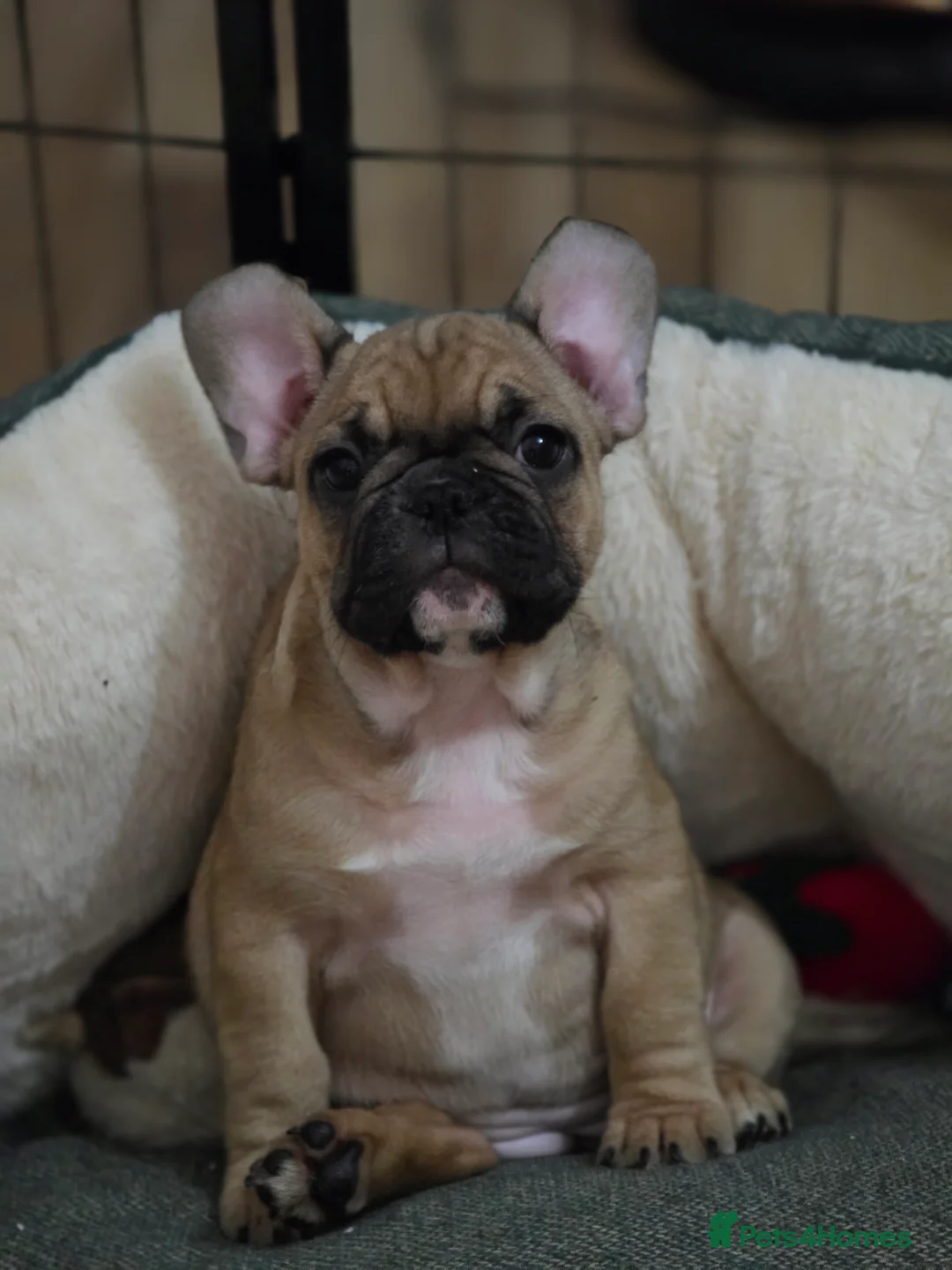 French Bulldog dogs for sale: Beautiful French bulldog  - Advert 22