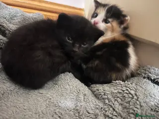 Domestic Shorthair cats Gorgeous house kittens - Advert 7