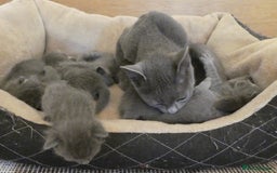Russian Blue cats for sale: Pure Russian Blue kittens 2 Girls 1 boy left - Image 7