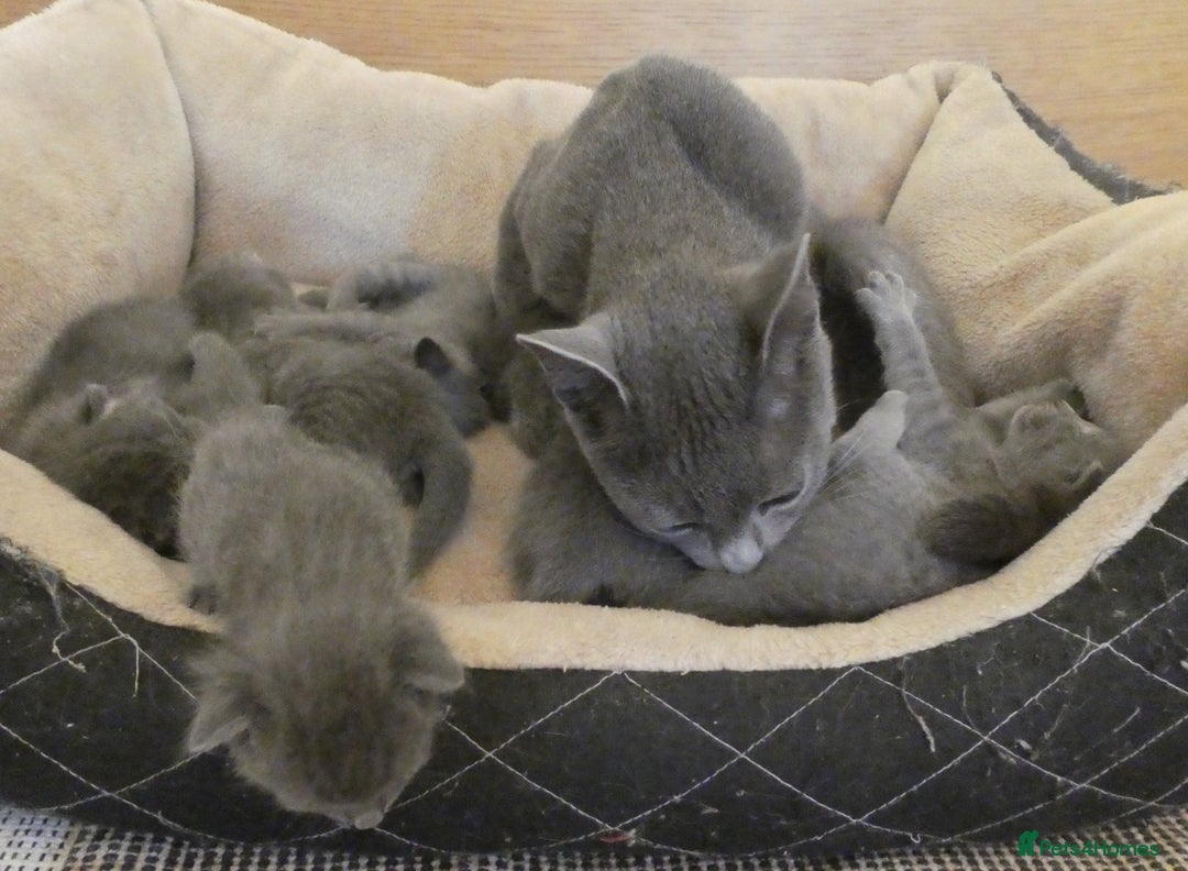 Russian Blue cats for sale: Pure Russian Blue kittens 2 Girls 1 boy left - Image 7