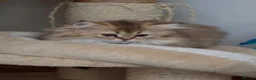 Scottish Fold cats for sale:  Kittens Ready for Their Forever Homes - Advert 5