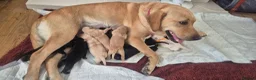 Labrador Retriever dogs for sale: Labrador puppies in Sunderland - Advert 2