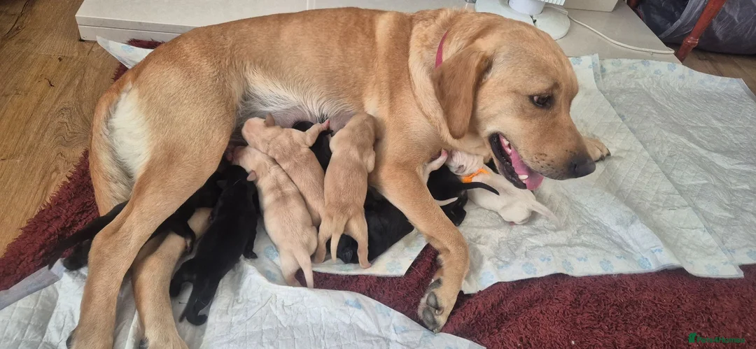 Labrador Retriever dogs for sale: Labrador puppies in Sunderland - Advert 2