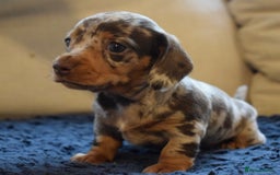 Miniature Dachshund dogs for sale: miniature dachshund puppies ready to reserve 🤍 - Image 17