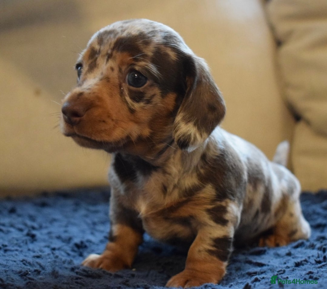 Miniature Dachshund dogs for sale: miniature dachshund puppies ready to reserve 🤍 - Image 17