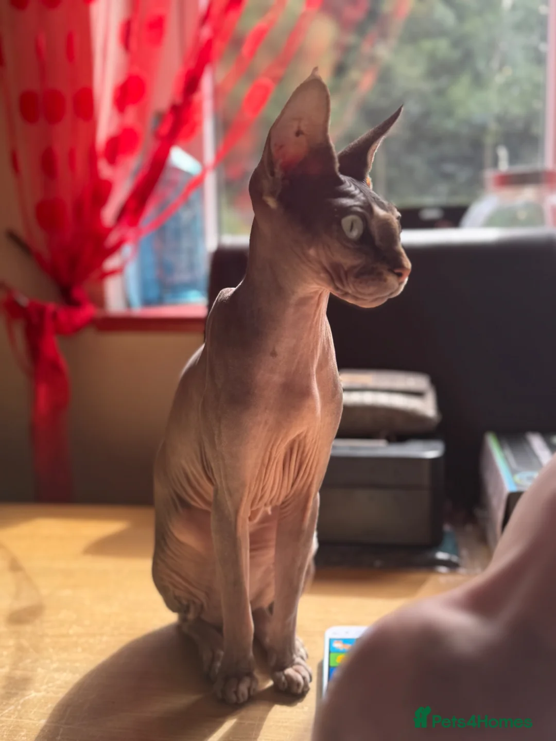 Sphynx cats for sale:  Baby boy Sphynx cat in Abertillery - Advert 2