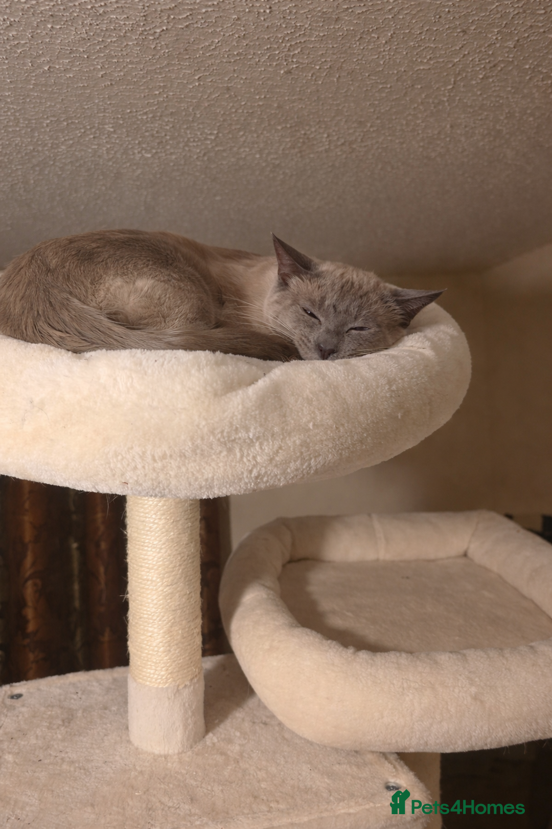 Siamese cats for sale: 🐾 Beautiful Siamese Cat✨ - Advert 3