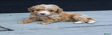 Mini Goldendoodle - White markings
