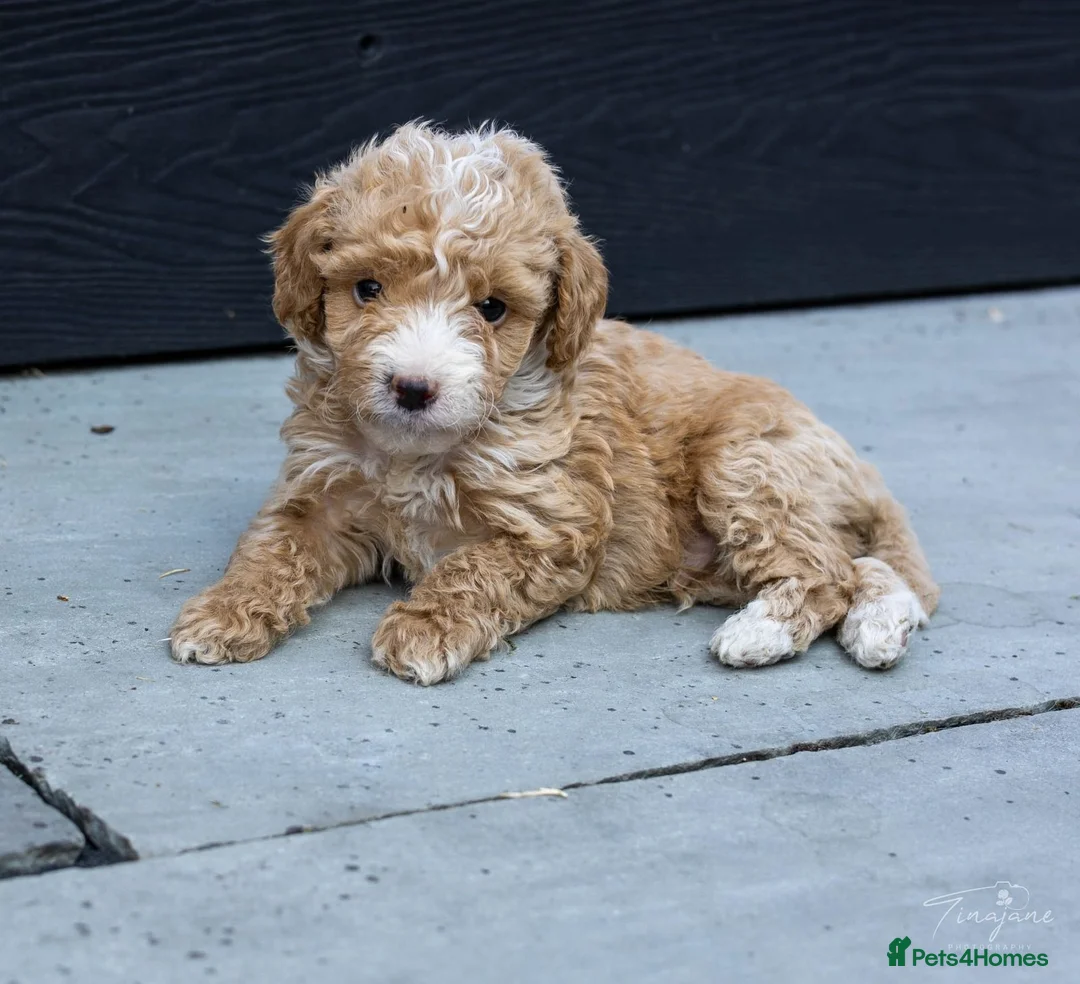 Mini Goldendoodle dogs for sale: Miniature Goldendoodles - Advert 2