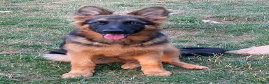 German Shepherd Puppy 11