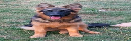 German Shepherd dogs for sale: QUALITY GERMAN SHEPHERD PUPPIES FOR SALE - Advert 7