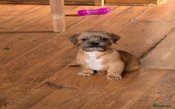 Mixed Breed dogs for sale: 2 x Beautiful Shi Tzu cross - Advert 3