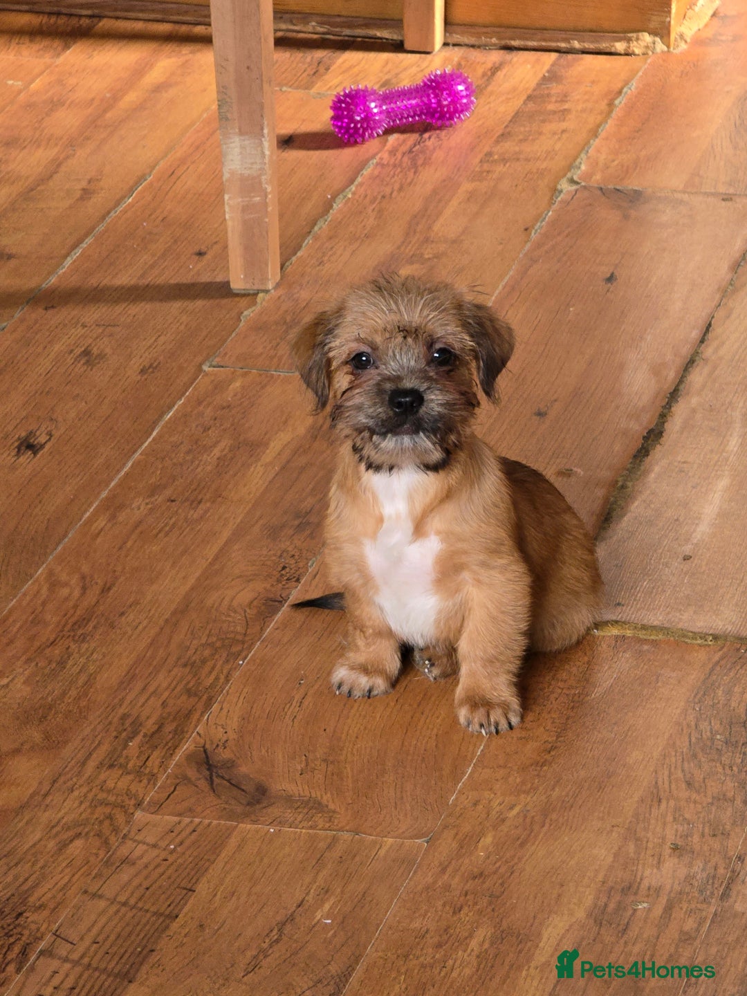 Mixed Breed dogs for sale: 2 x Beautiful Shi Tzu cross - Advert 3