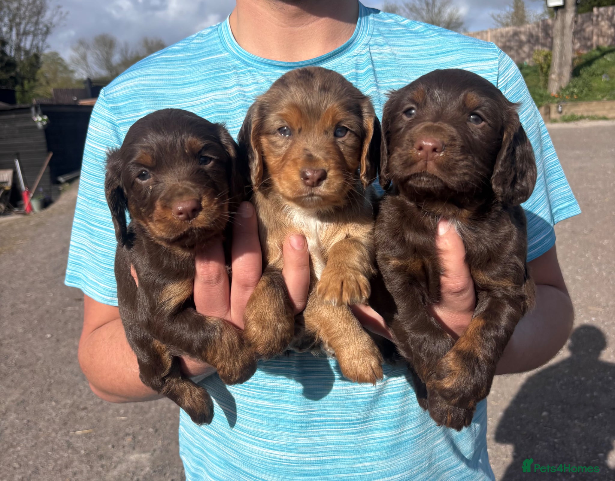Cocker Spaniel dogs Beautiful working cocker pups - Advert 18