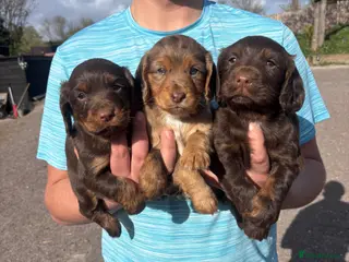 Cocker Spaniel dogs Beautiful working cocker pups - Advert 18