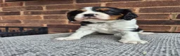 Cavalier King Charles Spaniel dogs for sale: Beautiful Cavalier King Charles Spaniel 7 Puppies - Advert 3