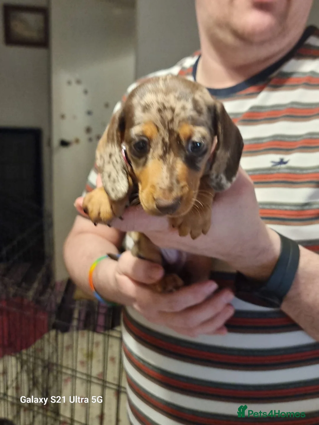 Miniature Dachshund dogs for sale: Miniature dachshund  - Advert 11