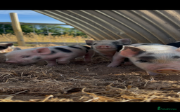 Pig livestock for sale: Beautiful Micropigs! Small but chunky!  - Image 3