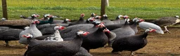 Guinea Fowl poultry for sale: Guineafowl & Peafowl in Romsey - Advert 2